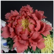 室内能不能养月季风水?