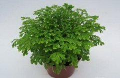 家里的植物摆设风水