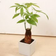 爬藤植花的风水禁忌