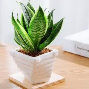 风水学家中不能养的植物