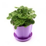 家里放哪些植物有利风水好？