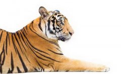 狗的生肖属相有何特征?