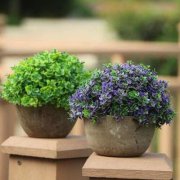 家里养龙爪花风水有什么讲究?
