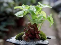 什么植物风水不会影响我们的财运?