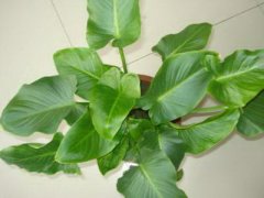 厂区门口风水植物禁忌