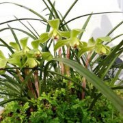 家里养攀爬植物风水禁忌