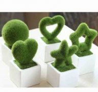 旺财植物有哪些?