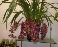 庭院种植植物风水有哪些？