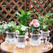 玫瑰花阳台风水植物如何摆放?