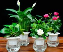 房子周围种什么风水树木