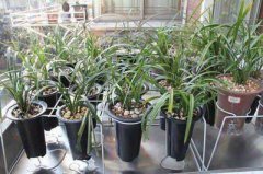 阳台种什么风水植物好