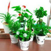 农村庭院植物的五行讲究