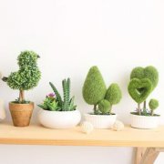 绿萝风水摆放禁忌有哪些