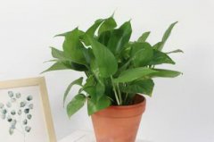 居家风水植物摆放讲究