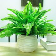院子里种什么树大的什么有利?风水植物：