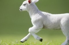 转贴未六羊风水大作用