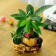 阳台风水植物有哪些