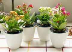 哪种绿植可以做风水隔断