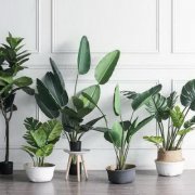 富贵竹放什么位置风水好?