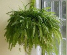 风水屋里种什么植物好呢?