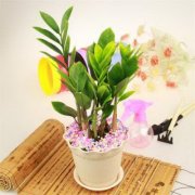 家里有什么风水丈夫会犯桃花?