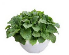 最佳旺家居风水植物