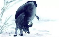 生肖虎的最佳配对