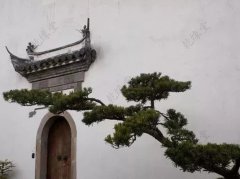 风水植物:平安树的风水作用