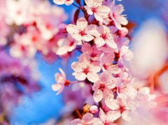 单身人士想要旺桃花怎么做