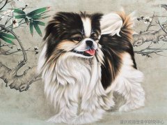 重庆著名风水大师讲解2020年生肖狗运势大全